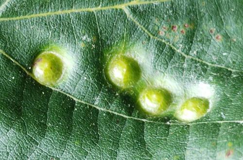 Réf. 325 930 : Didymomyia tiliacea